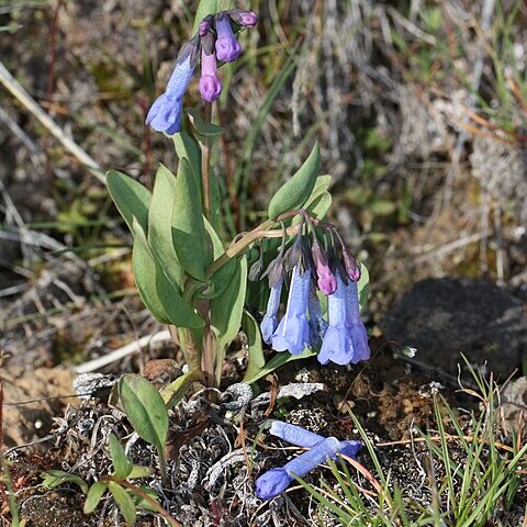 Mertensia longiflora unspecified picture