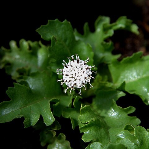 Scalesia incisa unspecified picture