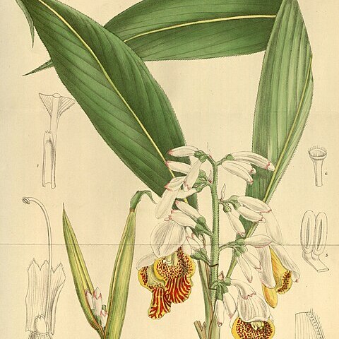 Alpinia mutica unspecified picture