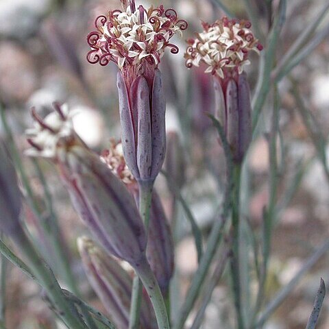 Palafoxia linearis unspecified picture