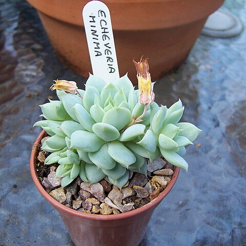 Echeveria minima unspecified picture