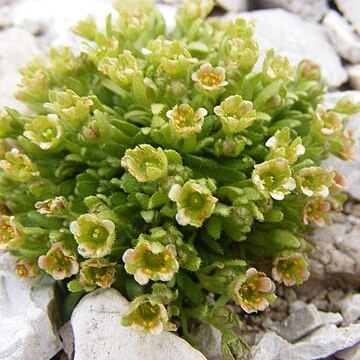 Saxifraga facchinii unspecified picture