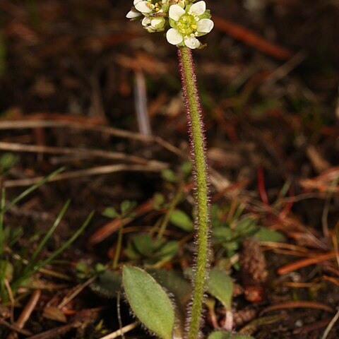 Micranthes integrifolia unspecified picture