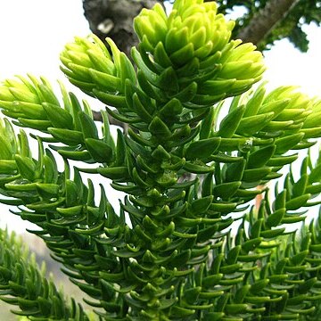 Araucaria laubenfelsii unspecified picture