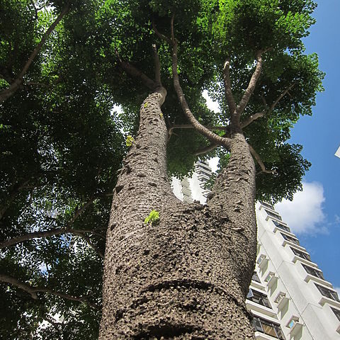 Ardisia quinquegona unspecified picture