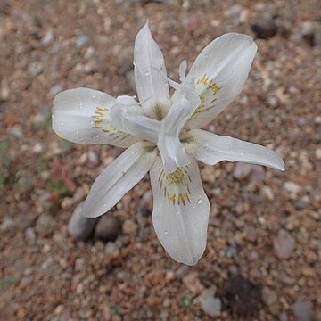 Moraea filicaulis unspecified picture