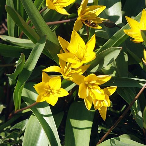 Tulipa urumiensis unspecified picture