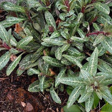 Lysimachia minoricensis unspecified picture