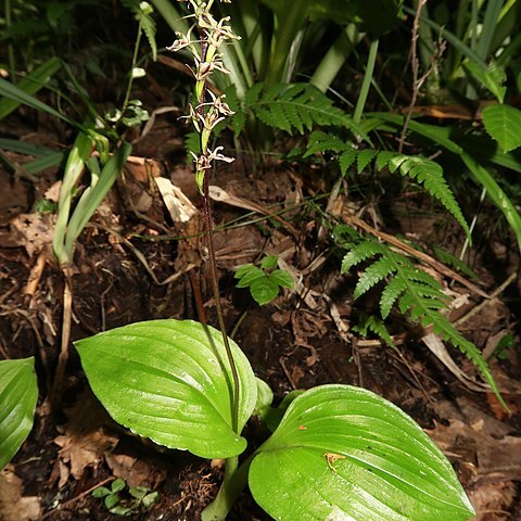 Liparis auriculata unspecified picture