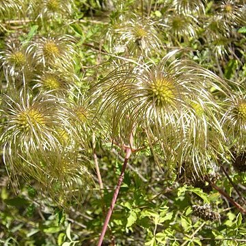 Clematis akebioides unspecified picture