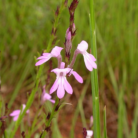 Striga bilabiata unspecified picture