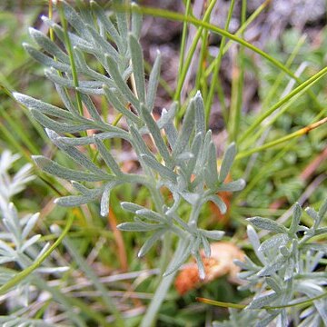 Artemisia nitida unspecified picture