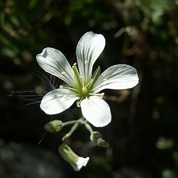 Minuartia laricifolia unspecified picture