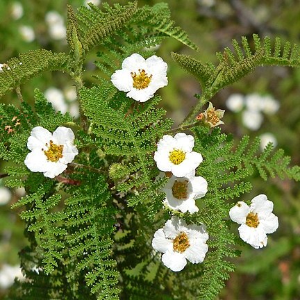 Chamaebatia australis unspecified picture