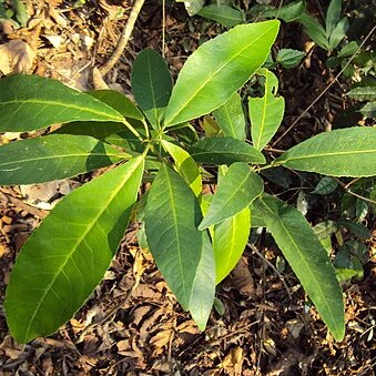 Croton persimilis unspecified picture