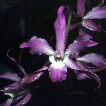 Laelia autumnalis unspecified picture