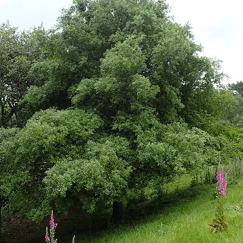 Quercus salicifolia unspecified picture