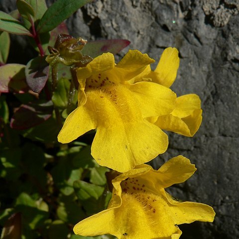 Erythranthe tilingii unspecified picture