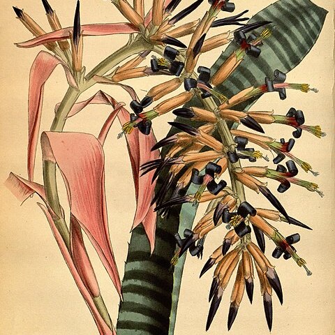 Billbergia vittata unspecified picture