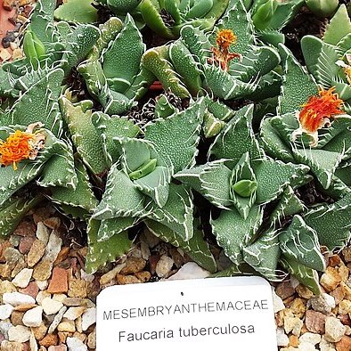 Faucaria tuberculosa unspecified picture