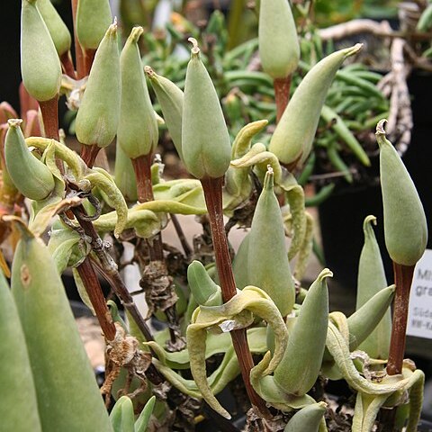 Mitrophyllum grande unspecified picture