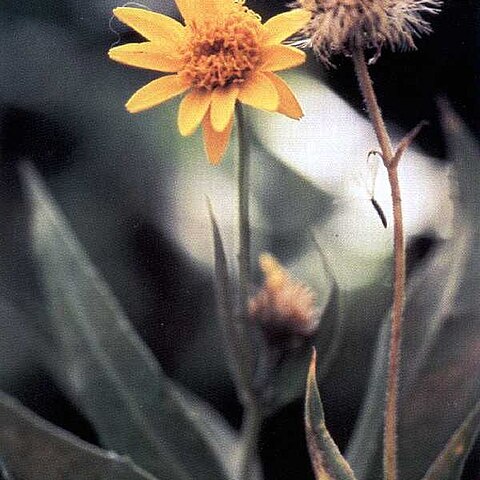 Arnica lanceolata unspecified picture