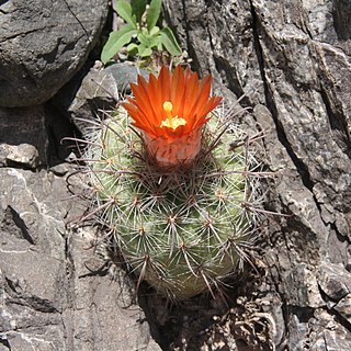 Parodia stuemeri unspecified picture