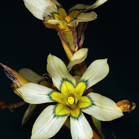 Moraea fragrans unspecified picture