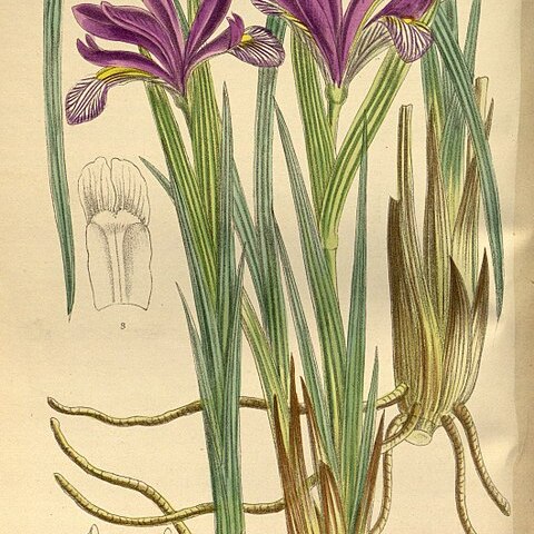 Iris sintenisii unspecified picture