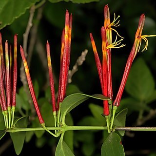 Agelanthus gracilis unspecified picture