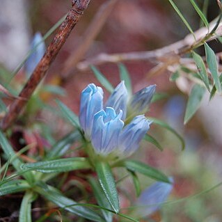 Gentiana davidii unspecified picture