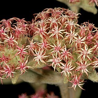 Helichrysum spiralepis unspecified picture