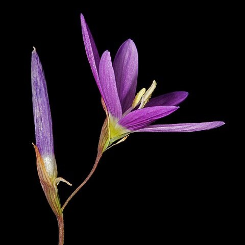 Geissorhiza inaequalis unspecified picture