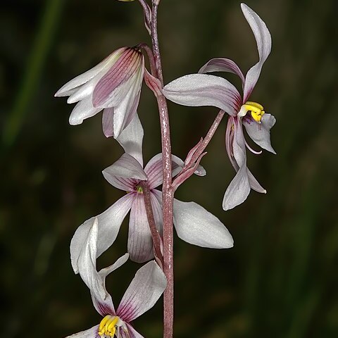 Cyanella orchidiformis unspecified picture