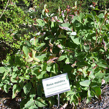 Paeonia coriacea unspecified picture