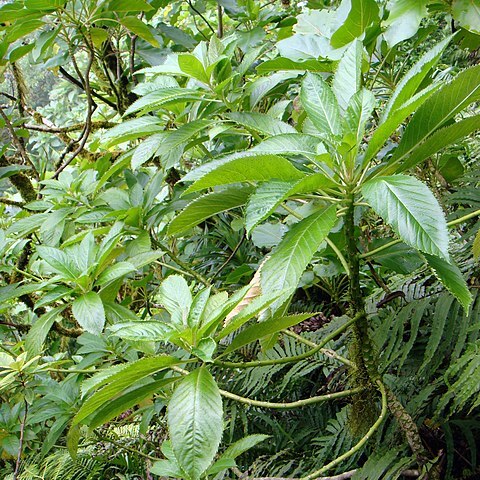 Sclerotheca viridiflora unspecified picture