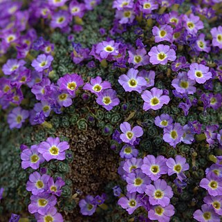 Dionysia curviflora unspecified picture