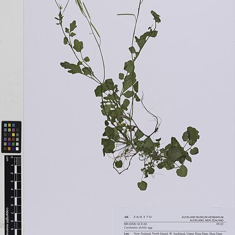 Cardamine debilis unspecified picture