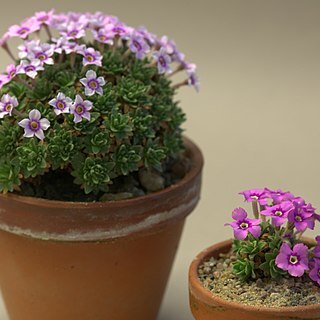 Dionysia freitagii unspecified picture