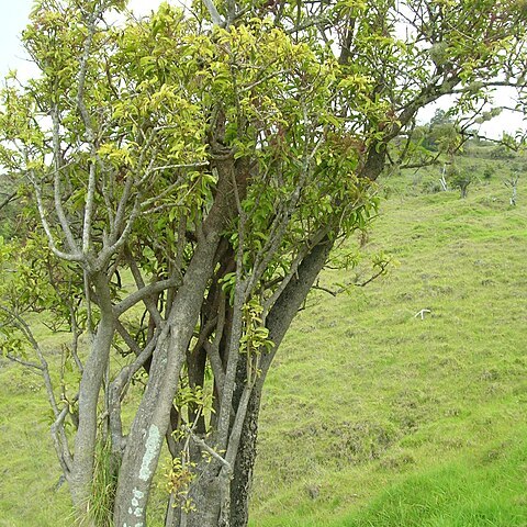 Charpentiera obovata unspecified picture