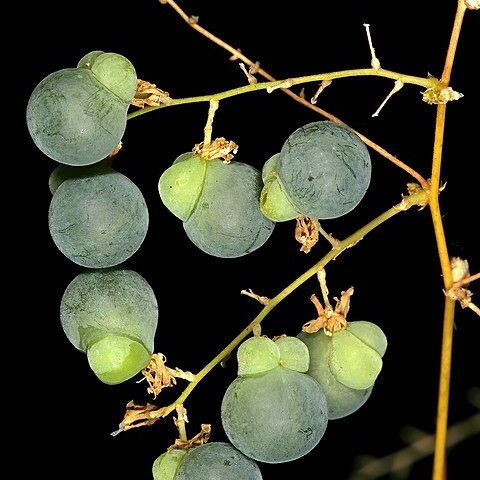 Asparagus buchananii unspecified picture