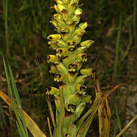 Corycium orobanchoides unspecified picture