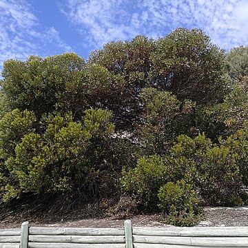 Eucalyptus utilis unspecified picture