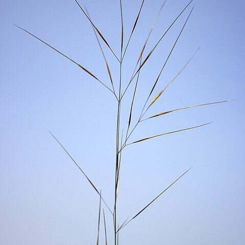 Aristida tuberculosa unspecified picture