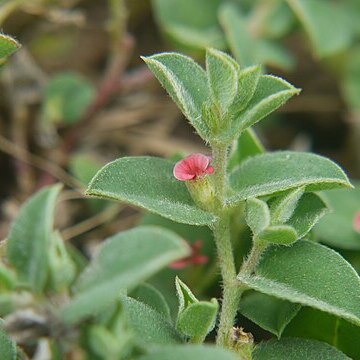 Indigofera cordifolia unspecified picture