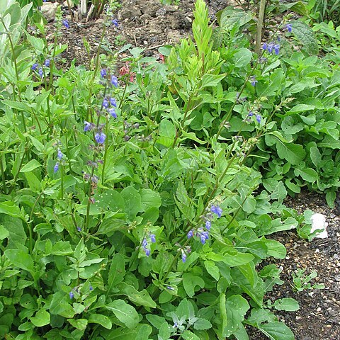 Salvia arizonica unspecified picture