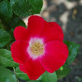 Rosa giraldii unspecified picture