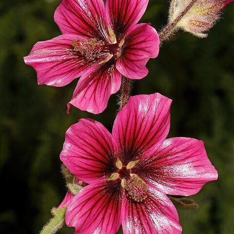 Anisodontea anomala unspecified picture