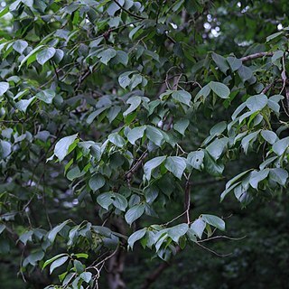 Diospyros oleifera unspecified picture