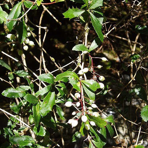 Berberis glaucocarpa unspecified picture